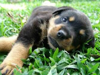 Animal Dog Rottweiler Puppy Animals Dogs HD Desktop Wallpaper
