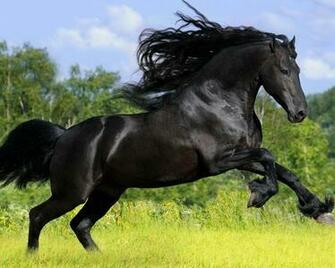 Arabian Horse Wallpaper