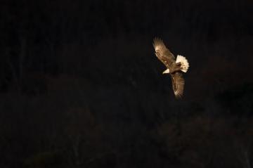 30k Black Eagle Pictures Image