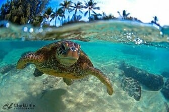 Clark Little Turtle
