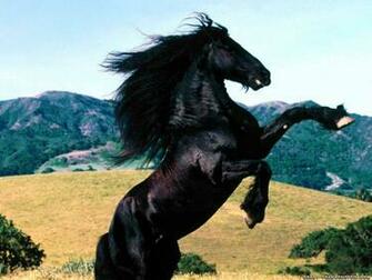 Horses Wallpaper Crazy Frankenstein