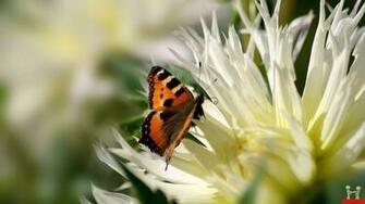 Wallpaper Butterfly Flowers Flower Image Floral Beautiful