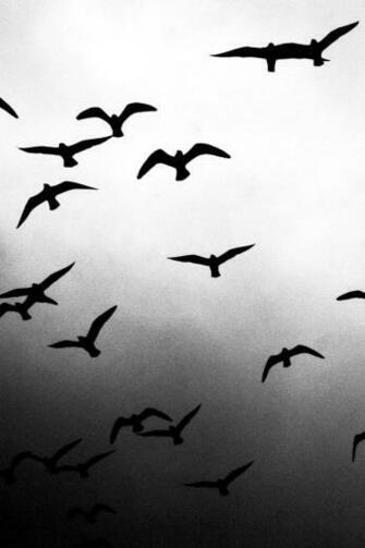 Flying Birds iPhone Wallpaper HD