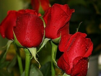 Pictures World Beautiful Red Rose Wallpaper