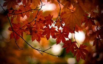 Fall Desktop Background Filesize 1603k