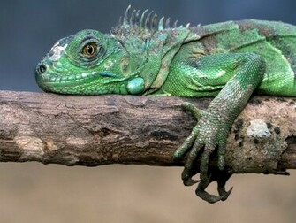 Iguana Wallpaper