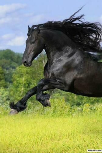 Horse Apple iPhone 4s Wallpaper HD
