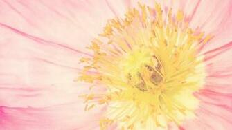 Desktop Wallpaper Flowers Widescreen