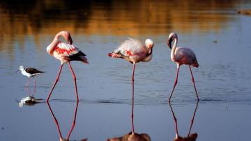 Ngorongoro Crater Nasikia Camps