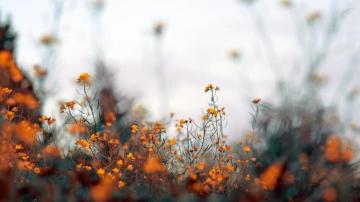 Fall Aesthetic Desktop Wallpaper 4k HD