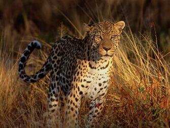 Leopard Running Wallpaper