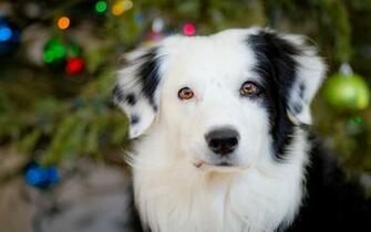 Australian Shepherd Wallpaper HD