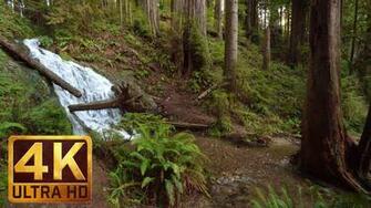 4k Relaxation Forest Video Boy Scout Tree Trail At Redwood