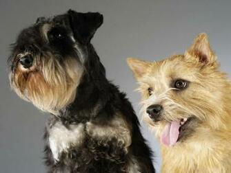 And Yorkshire Terrier Wallpaper For Your Computer Desktop