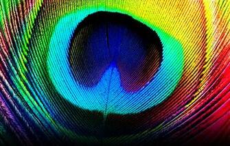 Feather Wallpaper On