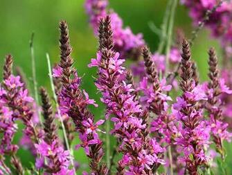 Wild Flower Meadow Wallpaper