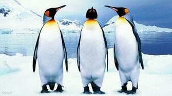 Emperor Penguin Wallpaper X Net