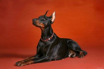 Doberman On Red Dogs Wallpaper
