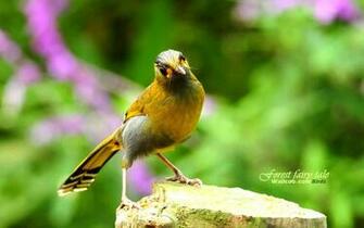 Birds Wallpaper HD Desktop Image Photos Bird