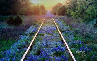 Gallery For Gt Bluebonnets Background