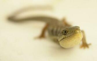 Alligator Lizard By Devoral