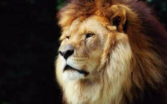 Lion Wallpaper For Phone Dowload 3d HD Picture Design