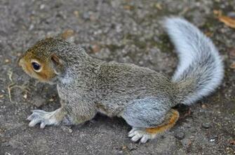 Baby Squirrel Wallpaper By Masimage