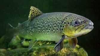 Trout Wallpaper