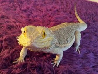 Bearded Dragon Christmas Reptile