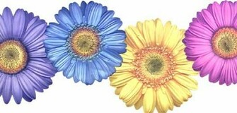 Bright Gerber Daisy Wallpaper Border