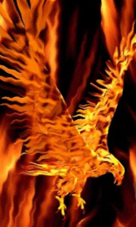 Firebird Animal Wallpaper Pixshark Image