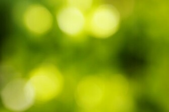 Beautiful Background Blur Sunlight Thru Plants Links