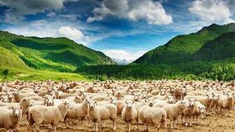 HD Sheep Wallpaper