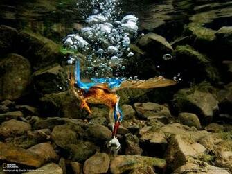Best Award Winning Photo From National Geographic Wallpaper