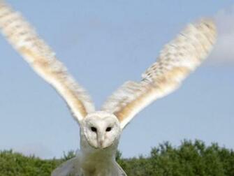 Snowy Owl Flying Wallpaper