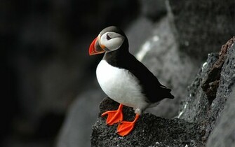 Puffin Depth Of Field Seabird Atlantic Wallpaper Background