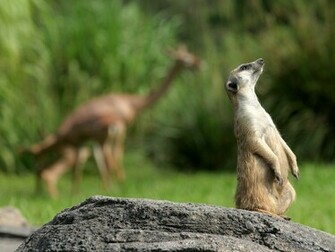 Animal Meerkat Wallpaper