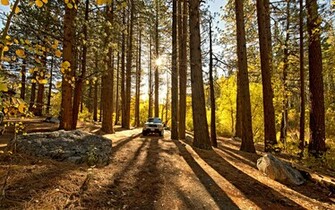 Forest Redwood Toyota Tacoma Sunlight Trucks Wallpaper Background