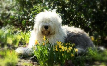 Wallpaper Old English Sheepdog Pets Funny Dog Shaggy