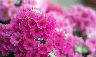 Flower Wallpaper For Desktop