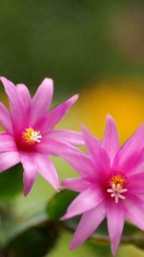 Beautiful Flowers For iPhone Plus Wallpaper