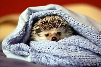 Very Cute Hedgehogs Pics