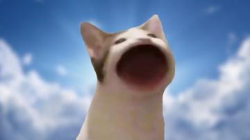 Cat Meme Animals Live Wallpaper