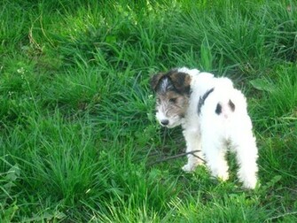 Wire Fox Terrier Dog Wallpaper