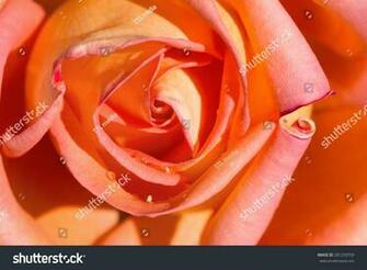 Best Victor Borge Rose Variety Of Flower Wallpaper