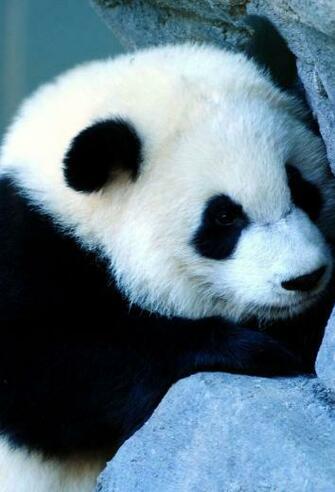 Cute Panda
