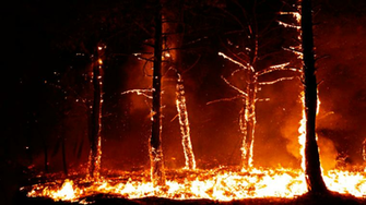 Burning Forest Sad Yet Cool Looking Wallpaper