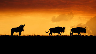 Silhouette Maasai Mara National Reserve Animal Wildebeest 4k Wallpaper