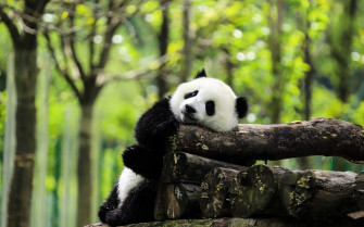 Giant Panda Background Wallpaper