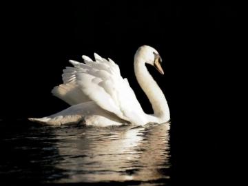 Pics Photos Swan Wallpaper Desktop